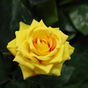 Kunst Rozentak Classic 46cm geel