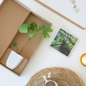 plantje.nl Japanse notenboom, Brievenbusboompje, Groen, Inclusief flyer met leuke weetjes en verzorgingstips, Duurzamere verzending: los besteld,