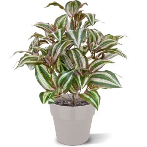 Tradescantia Zebrina kunstplant 40cm