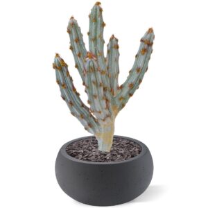 Tetragonus kunst Cactus 35cm - bruin