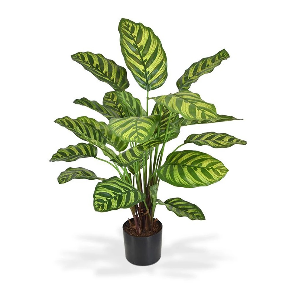 Calathea Makoyana 60 cm - Kunstplant 1 Calathea Makoyana 60 cm - Kunstplant