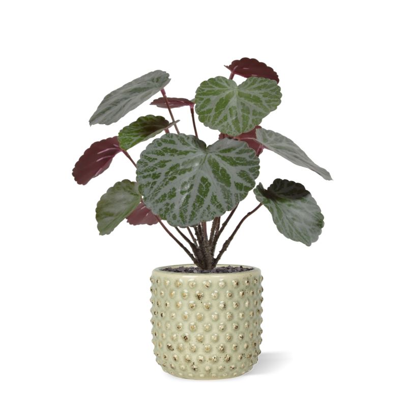 Saxifraga kunstplant groen/rood 25cm in 10cm pot 1 Saxifraga kunstplant groen/rood 25cm in 10cm pot