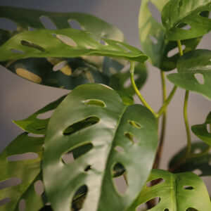 Monstera Adansonii Kunstplant 30cm