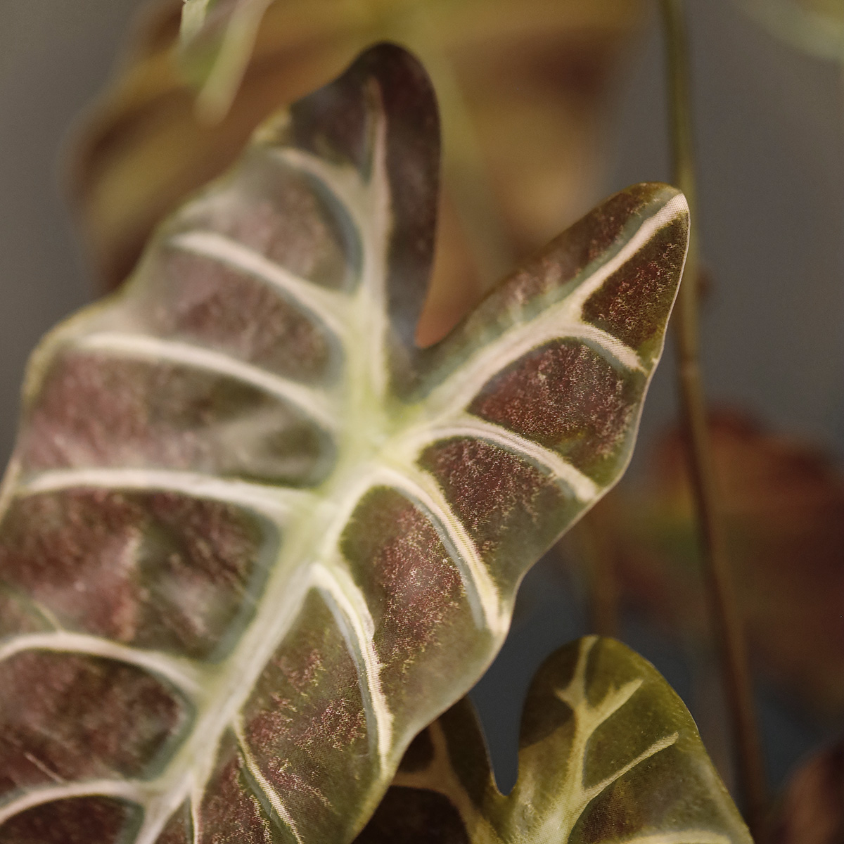 Alocasia Kunstplant 40cm Burgundy 1 Alocasia Kunstplant 40cm Burgundy