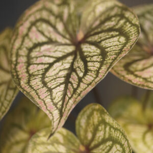 Syngonium Pink Ruby Kunstplant 28cm