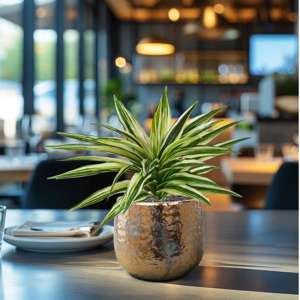 Draceana Kunstplant Bont 30cm 1 Draceana Kunstplant Bont 30cm