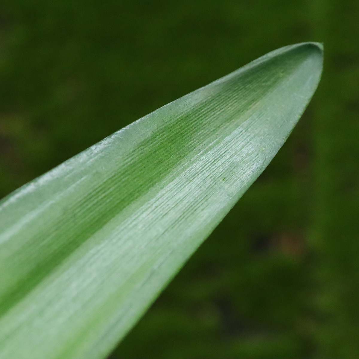 Cymbidium kunst blad 45 cm 1 Cymbidium kunst blad 45 cm