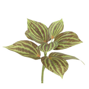 Peperomia Kunstplant groen/bruin 25cm