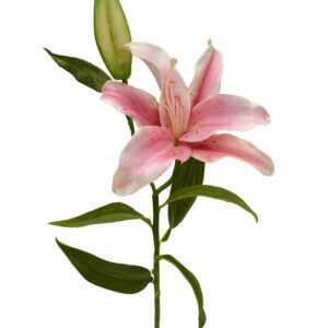 Lelie kunsttak Deluxe 55 cm roze