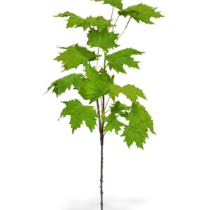 Maple kunsttak deluxe 80 cm groen