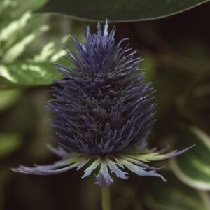 Disteltak kunstbloem 65cm Blauw