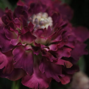 Scabiosa Kunstbloem 57cm Burgundy