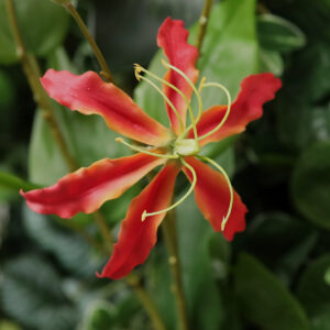 Gloriosa Kunstbloem oranje 75cm