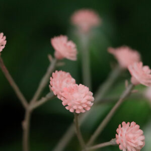 Gipskruid kunsttak 63cm roze