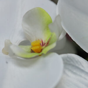 Phalaenopsis Kunstbloem 95cm Wit