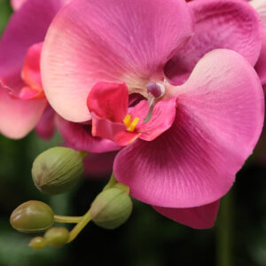 Phalaenopsis Kunstbloem 95cm Paars