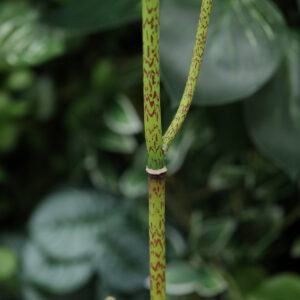 Polygonum kunsttak 86cm groen
