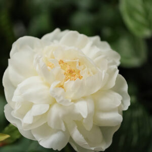 Pioenroos kunstbloem 69cm creme