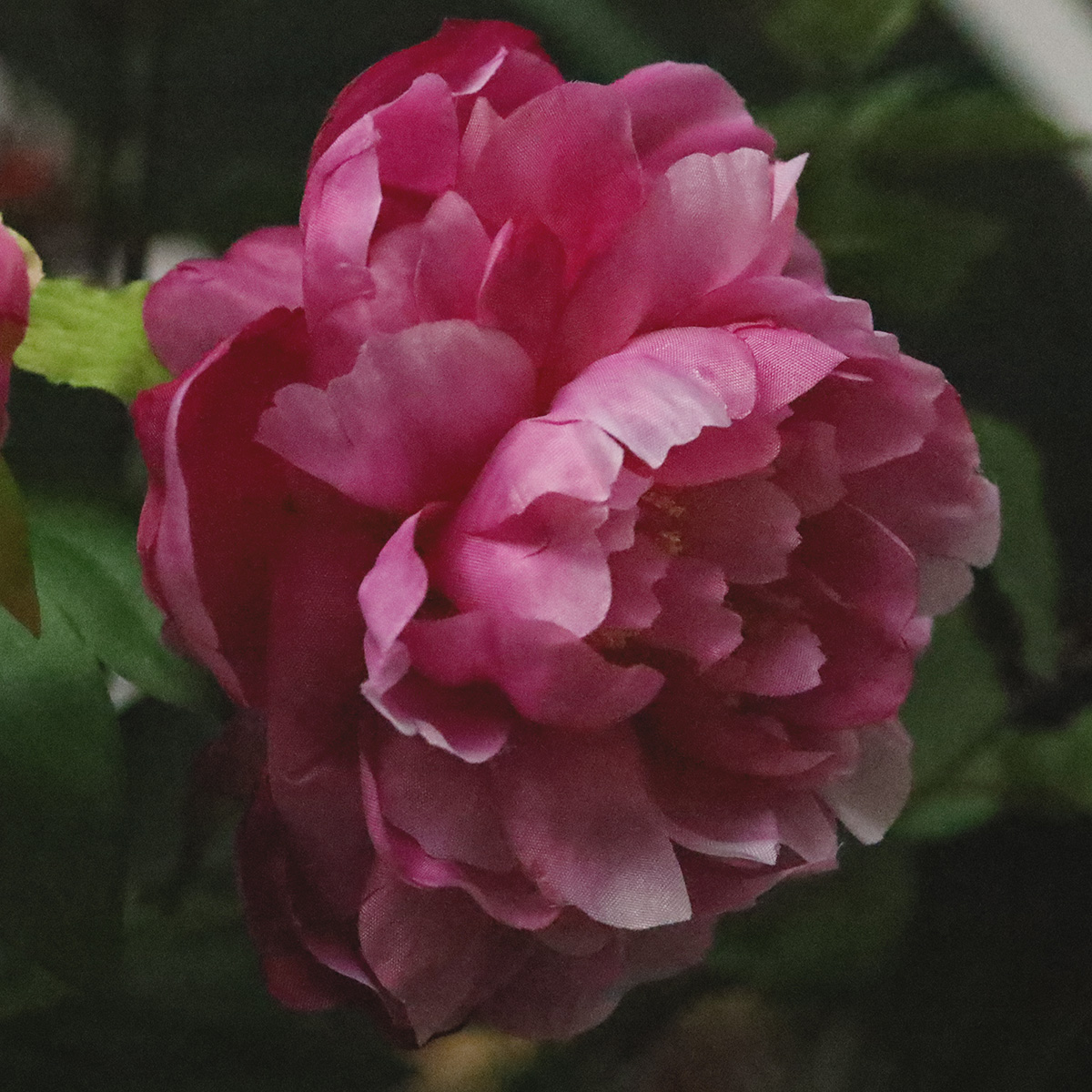 Pioenroos kunstbloem 69cm paars 1 Pioenroos kunstbloem 69cm paars