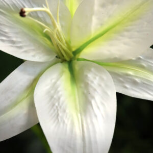 Casablanca Kunst Lelie 70cm creme