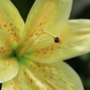 Casablanca Kunst Lelie 70cm geel