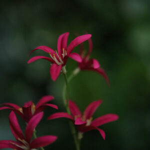 Tweedia Oxypetalum Kunsttak 68cm Paars