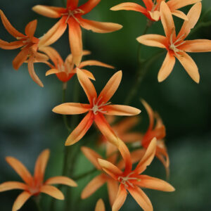 Tweedia Oxypetalum Kunsttak 68cm Oranje