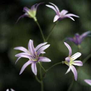 Tweedia Oxypetalum Kunsttak 68cm Lila