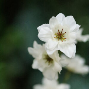 Delphinium Kunsttak 78cm Creme