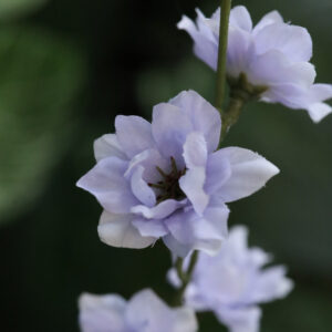 Delphinium Kunsttak 78cm Lavender