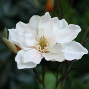 Magnolia Kunsttak 84cm Creme