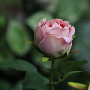 Engelse Tuinrozen Kunsttak 69cm Paars