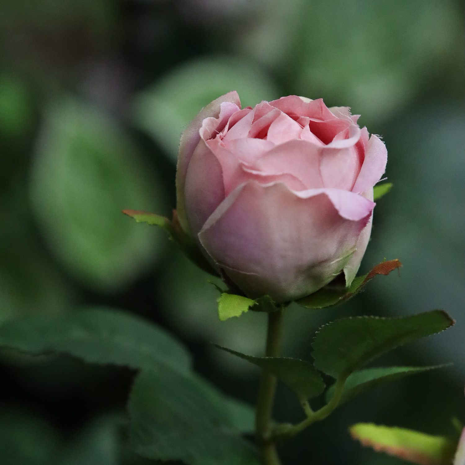 Engelse Tuinrozen Kunsttak 69cm Paars 1 Engelse Tuinrozen Kunsttak 69cm Paars