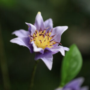 Clematis Kunsttak 92cm Paars