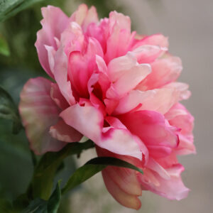 Kunst Pioentak 65cm Cerise