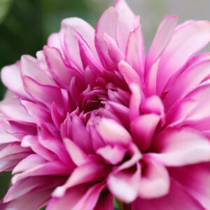 Dahlia Kunstbloem 57cm Paars