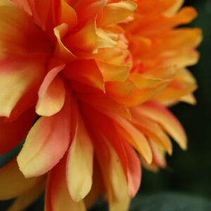 Dahlia Kunstbloem 57cm Oranje