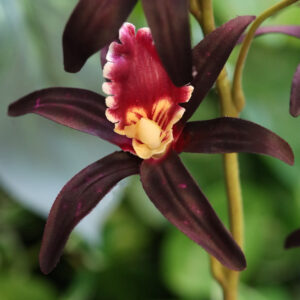Dendrobium Kunst Orchidee 92cm Burgundy