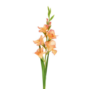 Gladiool Kunsttak 91cm Zalm