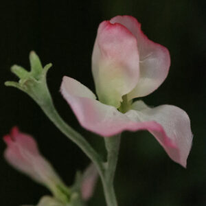 Lathyrus Kunsttak 64cm Roze