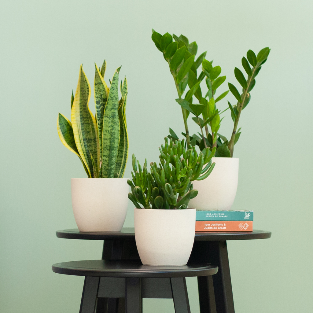 plantje.nl 3 stuks, 12, Groen, Bio pot, Groene planten, Bladeren, Potten, Makkelijk in verzorging, Sterke kamerplanten 1 plantje.nl 3 stuks, 12, Groen, Bio pot, Groene planten, Bladeren, Potten, Makkelijk in verzorging, Sterke kamerplanten