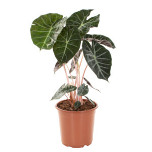 Alocasia Marocco Purple Night - P 21 cm