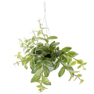 Aeschynanthus Variegata (bont) - P 14 cm