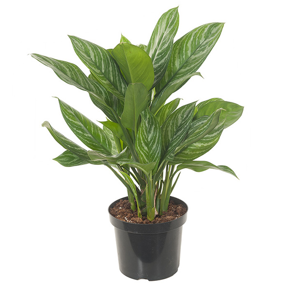 Aglaonema Stripes - P 27 cm 1 Aglaonema Stripes - P 27 cm