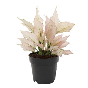 Aglaonema hybride pink - P 19 cm