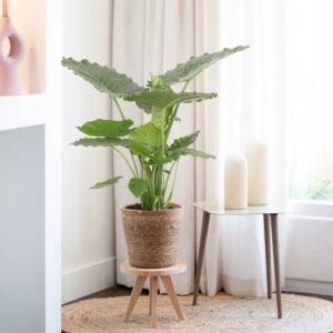 Alocasia Gageana - Olifantsoor - P21