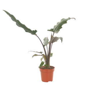 Alocasia Lauterbachiana - P 12 cm