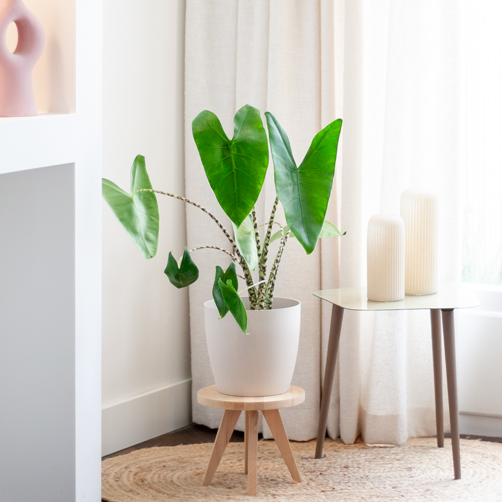 plantje.nl, Alocasia Olifantsoor, Kantoorplanten, Groene Kamerplanten, Woonkamer, Kamerplanten, Alle soorten, Alocasia Zebrina Olifantsoor, Groen, 1 plantje.nl, Alocasia Olifantsoor, Kantoorplanten, Groene Kamerplanten, Woonkamer, Kamerplanten, Alle soorten, Alocasia Zebrina Olifantsoor, Groen,