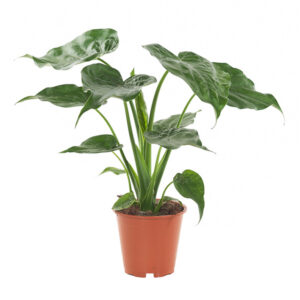 Alocasia Cucullata (Olifantsoor) - P 19 cm