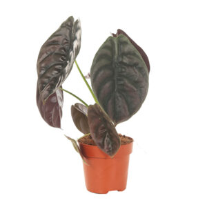 Alocasia Red Secret (cuprea) - P 12 cm